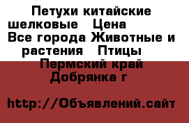 Петухи китайские шелковые › Цена ­ 1 000 - Все города Животные и растения » Птицы   . Пермский край,Добрянка г.